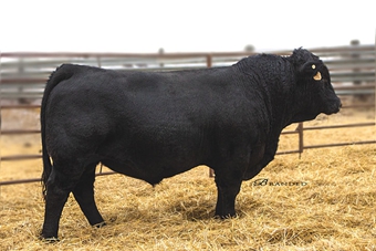 JKGF Chief F810:  We purchased this 94% Chief Justice son from J and K Gelbvieh for his phenotype and exceptional EPD profile.  With the majority of his EPDs well above breed average, his marbling in the top 10% and his FPI in the top 3% he can be mated to a wide variety of females.  He has moderated birthweights while producing calves with nice depth and performance.   Service sire on some of the females in this years sale.