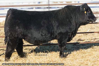 DDGR Resilient 275D:  High selling bull at our 2017 sale, he is co-owned with Royal Western Gelbvieh and Rocky Top Gelbvieh of Alberta, Canada.  Out of our best cow family and the popular and consistent producing Leverage bull, his calves are top performers with excellent muscle and eye appeal.  We lost him to injury this summer but semen can still be purchased from Semex Global or Gustins Diamond D Gelbvieh.
