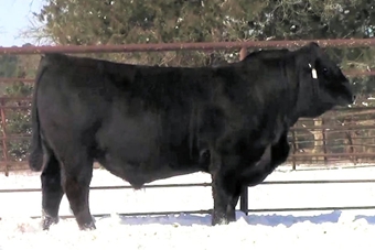 TMMW Mr. Final Answer 184G: We continue to offer red and black Balancers as well as purebreds.  We added this 50% sire as the high selling bull at the Seedstock Plus sale in Hope, Arkansas in 2021.  With Final Answer on the top side of his pedigree and BTBR Nevada on the bottom side, we expect consistent top quality in his progeny.  His own performance was WW ratio of 114 and YW ratio of 112, with an EPD profile that puts him in the top 10% for WW, YW, STAY, MARB, ADG and FPI. 