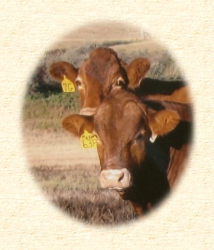 Gustins Diamond D Gelbvieh cow-calf pair