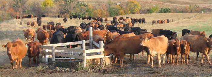cows and calves on pasture