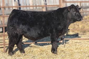 DDGR Baller 429G: A son of our Nobleman 79B sire, this bull tends to add muscle shape in a moderate framed package without sacrificing performance. With a YW EPD in the top 5% and a CREA in the top 4%, his calves will add pounds and add red meat to their progeny. Semen available from CKS Gelbvieh in Iowa, Bull Barn Genetics or Gustin’s Diamond D Gelbvieh.