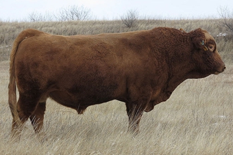 DDGR Apothic Red 93H: With the Exact Combination for a sire and his dam being a daughter of the Mandy 32S cow, who is our all-time revenue producing female, we were confident in this bull’s genetics. He has proven to be a high-performance sire with excellent length of body and sires great feet. Owned with Bar Arrow Cattle Co in Kansas.