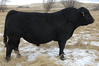 POST ROCK CACTUS JACK 105J1ET : We purchased this Frontrunner son for his outstanding phenotype and high marbling EPD. His progeny are moderate framed with excellent muscle shape.