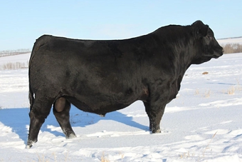RWG Grand Plan 9420 ET: Rarely can you find a bull with the depth, clean front end and proven pedigree in a 94% purebred that we found in the Grand Plan bull. His sire, Exact Combination, needs no introduction as he has worked extremely well in our program and many others. He has a very nice EPD profile and his actual BW ratio is 97, WW is 108, YW is 102 and IMF is 152. We used him heavily this year and are excited to see his progeny.