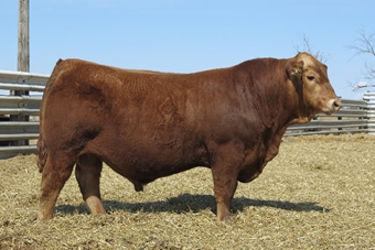 Nobleman: One of the deepest bodied bulls we have ever raised, he was the high seller at our 2015 sale and we continue to use him artificially on select matings. The consistency of his progeny is excellent and he has sired the Baller AI sire in the Bull Barn lineup and the Protégé sire we have used heavily here