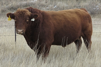LRSF NORTH SHORE J139 : The Northshore sire has been a great addition to our red bull battery. A Gunner son, he adds frame and dark red color to his progeny. His balanced EPD profile gives us many breeding option.