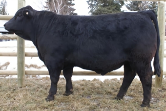 JOB Danell Top Shelf 38K ET: The Top Shelf sire had impressive scan data, with a large ribeye and very high IMF score, and also had a large scrotal at a year of age. We felt we could incorporate the benefits of these traits into our high percentage cows. He produced well for us this year and watch for more progeny from him next year.